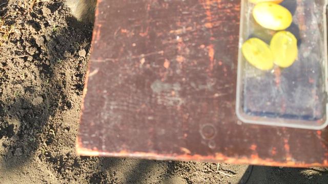 Кишмиш Арарат. смотреть онлайн