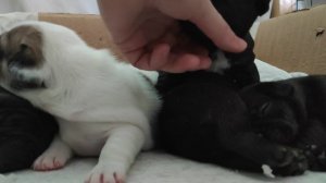 Щенки французского бульдога