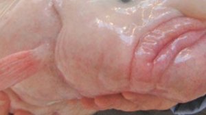 ТОП-10 НЕОБЫЧНЫХ ПОДВОДНЫХ СУЩЕСТВ!