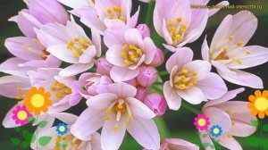 Лук декоративная Розеум. Краткий обзор, описание характеристик, где купить луковицы allium Rozeum