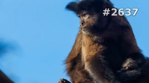 #2637. Обезьяны (В мире животных)