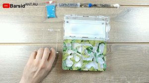 КАК ЗАСЕЛИТЬ МУРАВЬЁВ  в муравьиную Ферму