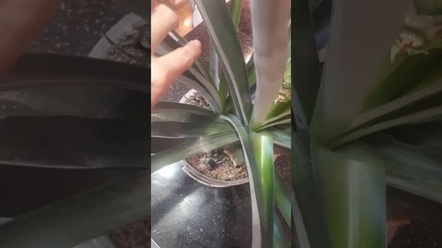 Ананас как растет дома. смотреть онлайн