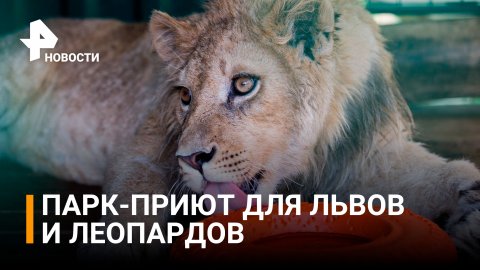 Уникальный парк-приют для львов и леопардов открылся в Подмосковье / РЕН Новости