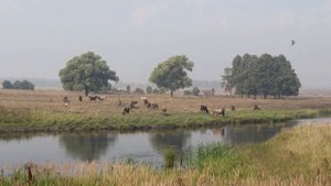 сельское хозяйство. Владимирская область. август