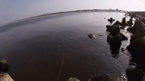 Морская  рыбалка в  Калининграде.Камбалу  и салаку не поймал  тот кто остался сидеть  дома!