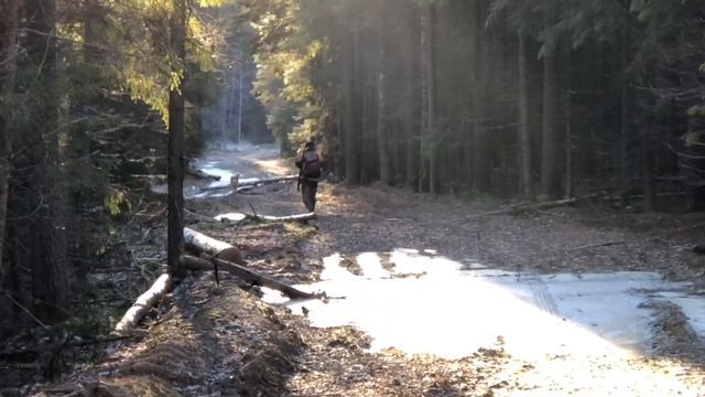 Охота на кабана