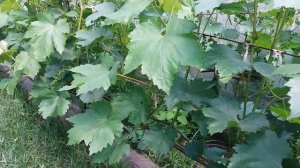 Подкормка и полив винограда перед цветением, на 25.05.18 г. В условиях Черниговской обл.