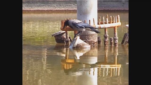 Хитрая ворона на рыбалке! смотреть онлайн