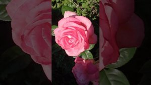 Роза Графиня Беттина Бернадотт/Ма Норманди. (Grafin Bettina Bernadotte/Ma Normandie) Ч/Г🌹💗Люблю!