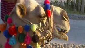 Верблюд рычит
