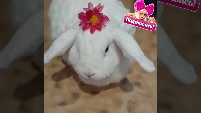 самые красивые фото Бафика? смотреть онлайн