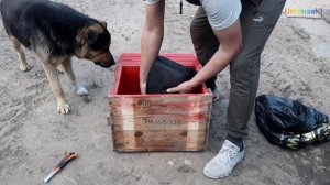 ЧЕРВИ Калифорнийский Разведение с нуля часть 1.