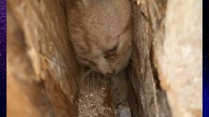 Маленький котёнок застрял между стенками гаража и мяукал от боли, а его никак не могли найти. Но вс