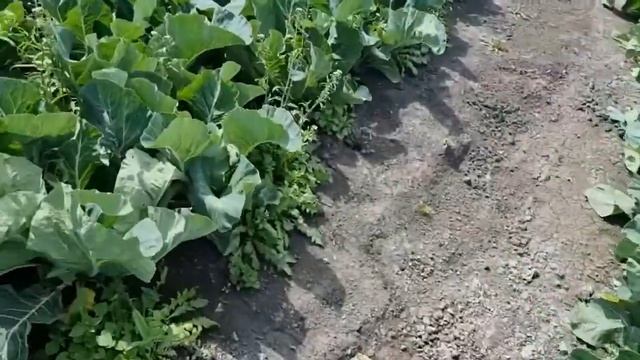 АБЕНИ F1 - ранняя цветная капуста! смотреть онлайн