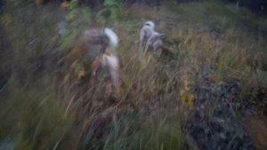 Развитие щенка лайки, формирование поиска, преследование хозяина-как от этого от учить собаку.Часть