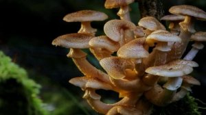 КАК МОЖНО ВЫРАСТИТЬ ОПЯТА НА ДАЧЕ