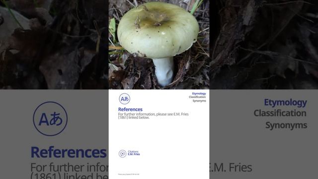 Green brittlegill (Russula aeruginea) | Scientific Mushroom Profile | Shroomers смотреть онлайн