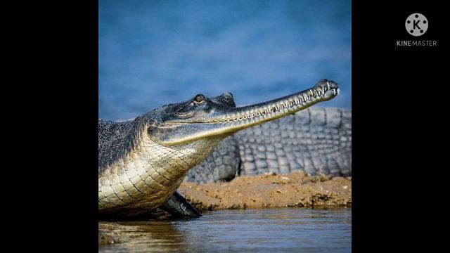 гавиал смотреть онлайн