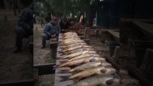 База 7 жилка