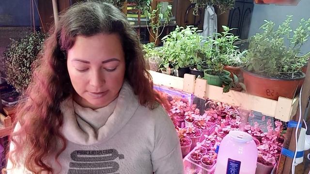 петуния, делюсь секретами по выращиванию смотреть онлайн