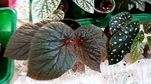 Тростниковые бегонии: о поливе, об уходе, о сортах. смотреть онлайн