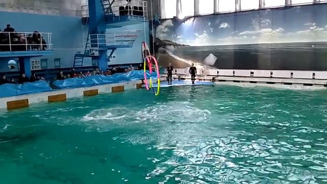 Прыгающие дельфины через кольца смотреть онлайн