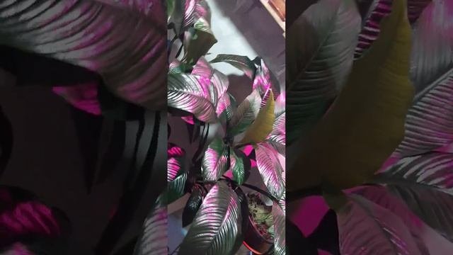 спатифиллум СЕНСАЦИЯ