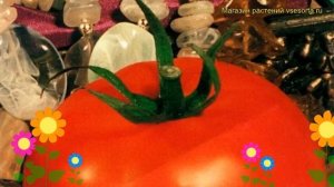 Томат обыкновенный Княжна. Краткий обзор, описание характеристик Kniazhna