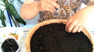 Как вырастить картофель из семян.  Выращивание оздоровленного картофеля.