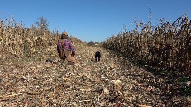 Labrador Retriever Training | Puppy's First Time In The Cornfield and Pond