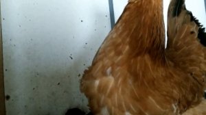 Когда отсаживать КУРИЦУ от ЦЫПЛЯТ!