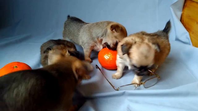 Чихуахуа щенки Д.р. 15.10.2017 смотреть онлайн