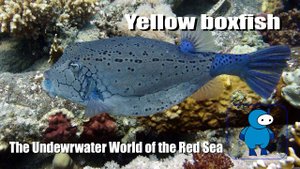 Yellow boxfish (blue type). Подводный мир Красного моря. Дайвинг в Шарм эль Шейхе