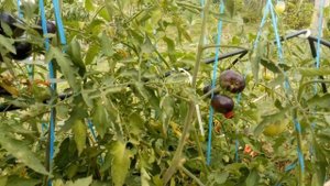 Томаты устойчивые к фитофторозу  и кладоспориозу в открытом грунте в сентябре, Нижегородская област