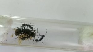 Кампонотус париус (Camponotus parius) Экзотический вид муравьев. Муравьи дома. Муравьиная ферма.