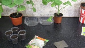 СЕЕМ ГЕРАНЬ. СЕКРЕТ СВЕРХ БЫСТРЫХ ВСХОДОВ. ПЕЛАРГОНИЯ ИЗ СЕМЯН