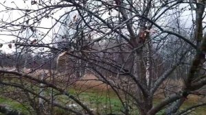 Ноябрь - дела садовые серия № 3.