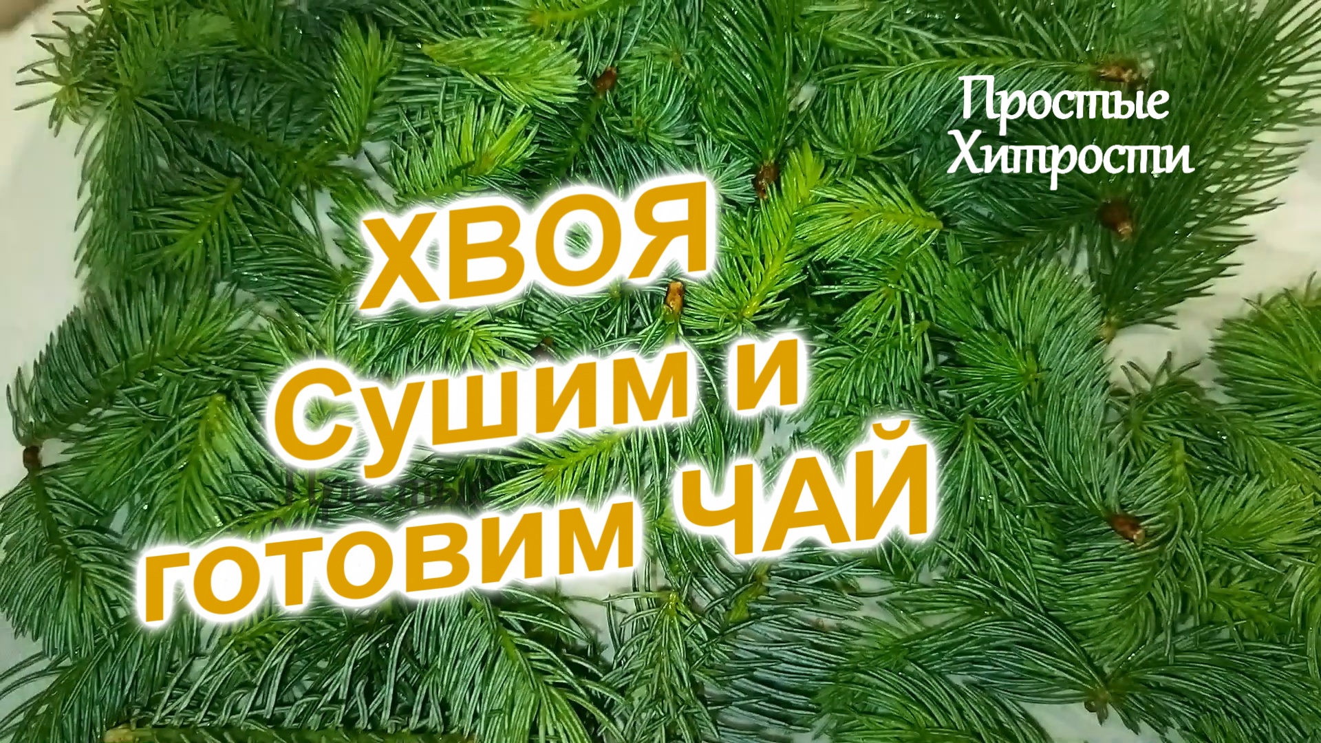 Хвойные иголочки (41)/Где сушить и как/Как быстро приготовить чай из хвои/Часть 2