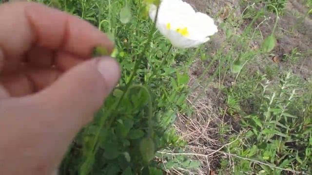 ВЛОГ:ПЕРВАЯ СЪЁМКА, СНИМАЕТ ОЛЯ. АУРИ /ДАЛЬНЕВОСТОЧНЫЙ МАК. ЗАЯЧЬЯ КАПУСТА. ЖИЗНЬ В ДЕРЕВНЕ смотреть онлайн