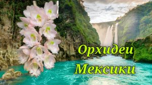 Орхидеи Мексики.
