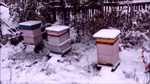 Когда выставлять Пчёл из Омшаника.