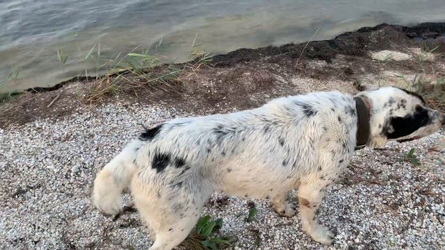 Алабай Черная Роза 🌹 Всем привет с Бейсугсуого Лимана. смотреть онлайн