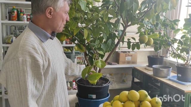 ?Лимон Майкопский созрел, снимаем летний урожай.