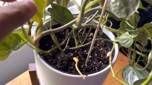 Philodendron Brandtianum | Review