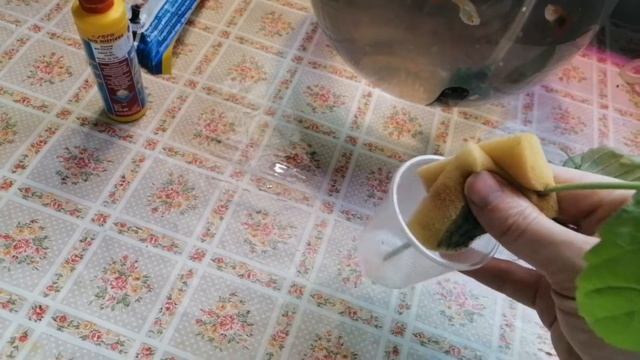 Аквапоника в аквариуме. Вода из аквариума как альтернатива земли. смотреть онлайн