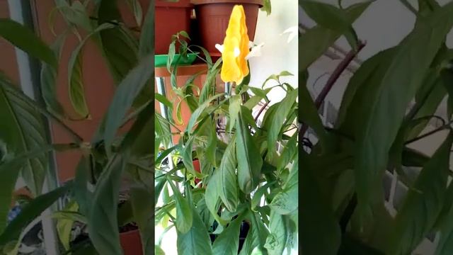 желтый пахистахис блещет золотом смотреть онлайн