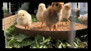 #65. Крупные потери в хозяйстве!:( [Жизнь на своей земле]