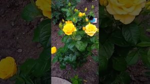Роза Керио.