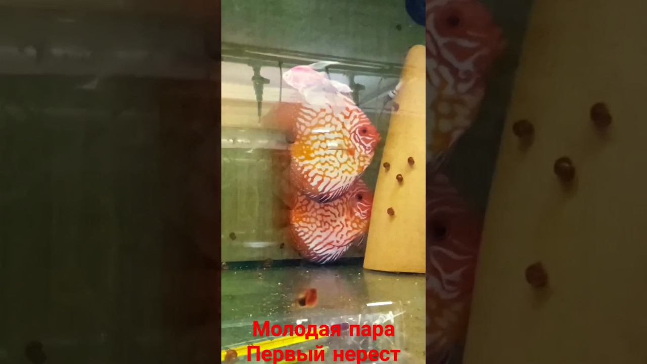 Новая молодая пара Пидженов, ждём личинку #aquarium #аквариумныерыбки #discus #аквариум #дискусы